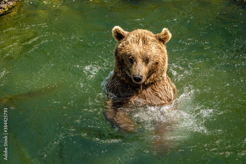 Bear, Animal Park Goldau, Schwyz, Switzerland photo