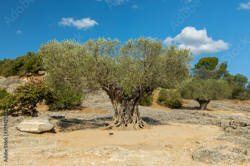 Olive tree, Pont du Gard, France