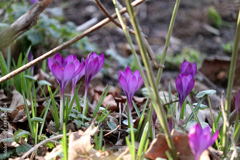 early bloomer crocuses grow bright purple from the ground in the garden in late winter to spring early bloomer crocuses grow bright purple from the ground in the garden in late winter to spring