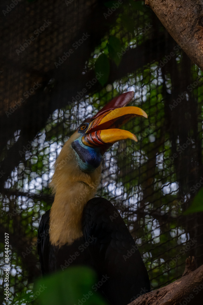 Obraz premium the sulawesi wrinkled hornbill (Knobbed hornbill) is a species of hornbill in the Bucerotidae family. This endemic bird in Sulawesi has large yellow and red beaks. scientifically named Aceros cassidix