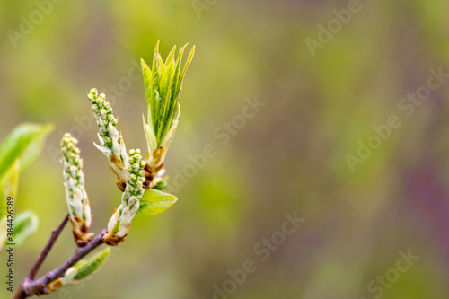 Green leaves blooming from bud in spring © Mohavi Creative