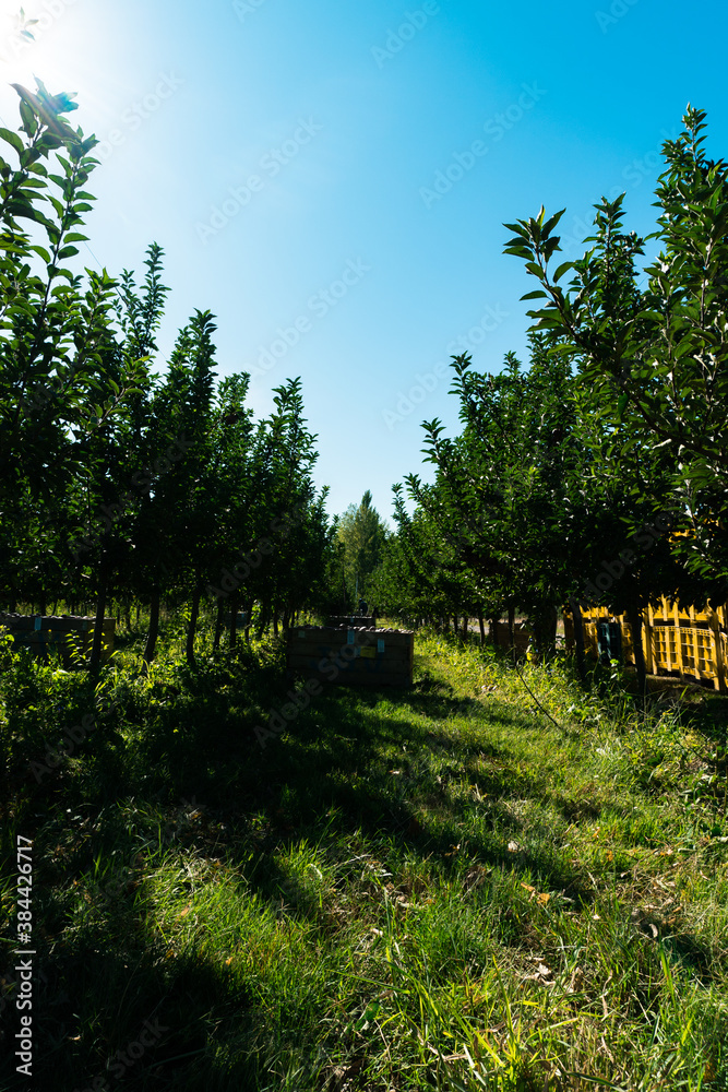 cosecha de manzana en la patagonia