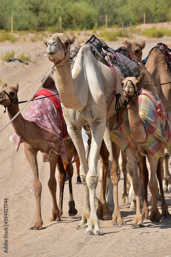 Many camels in a row, emirates,Abu Dhabi,UAE.