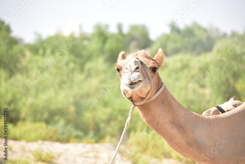 Closeup of a camel. Abu Dhabi  UAE.