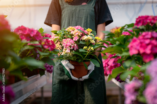 Young female gardener holding a flower in the sunny greenhouse