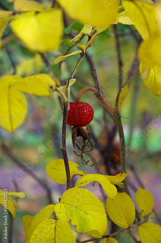 ripe berry of the hiprose  among the yellow leaves photo