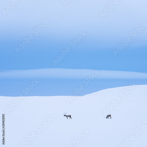 Reindeers in snow covered landscape, North Iceland.