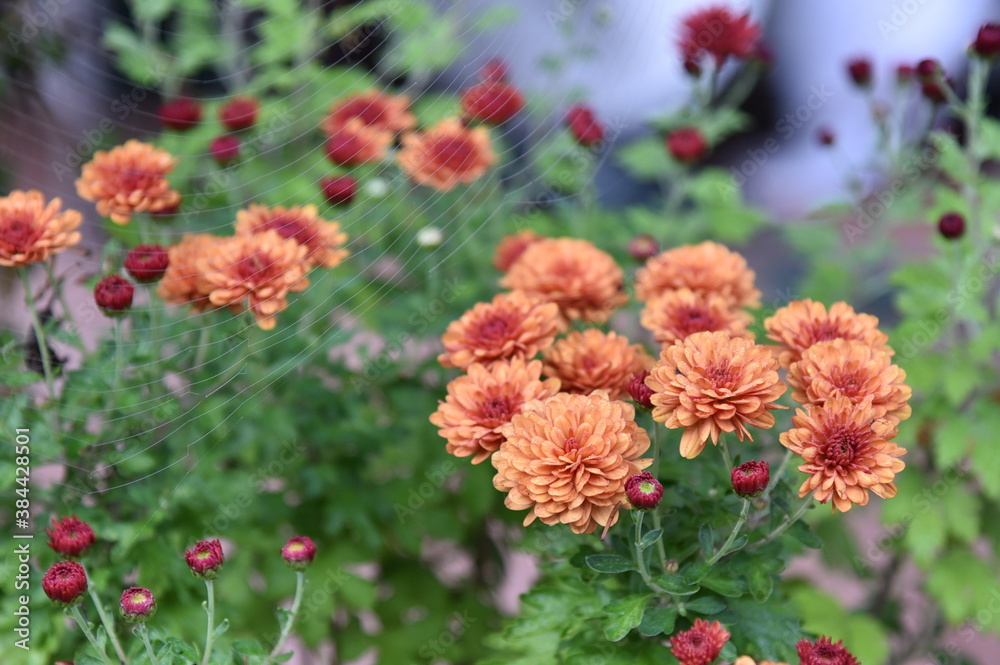 Mums and Webs