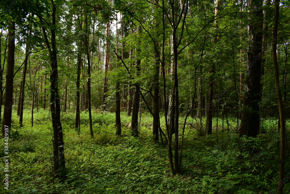 Fototapeta premium forest in the morning