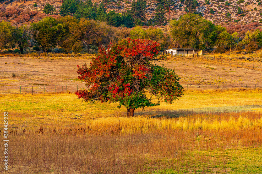 Obraz premium A golden hour landscape of a fall field with a changing tree.