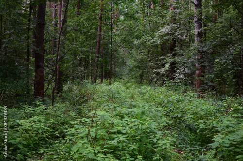 path in the forest