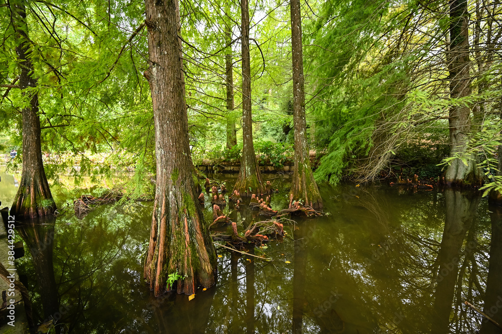 Fototapeta premium Taxodium distichum (L) Rich. Bald cypress is a dominant tree.