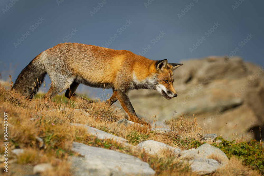 Obraz premium Red fox (Vulpes vulpes) captured in the high mountains in the evening. Beautiful animal and colors.