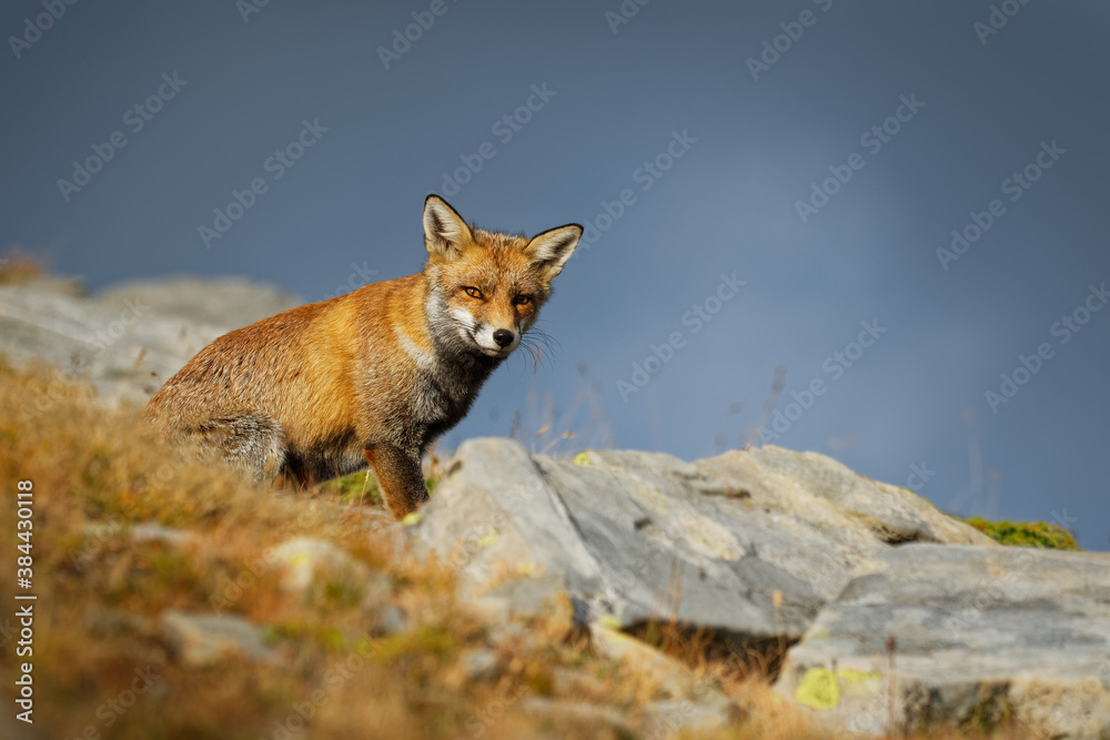 Red fox (Vulpes vulpes) captured in the high mountains in the evening. Beautiful animal and colors. Red fox (Vulpes vulpes) captured in the high mountains in the evening. Beautiful animal and colors.