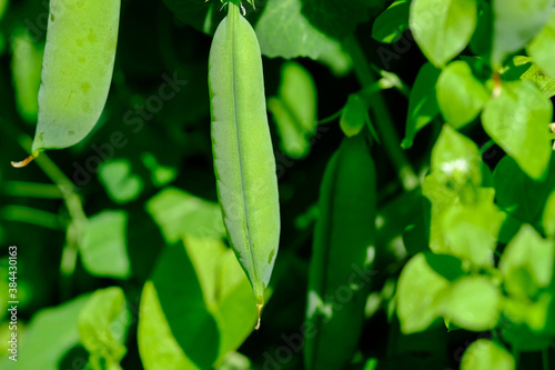 Ripe green pea pod on a Bush in the garden close up selective focus