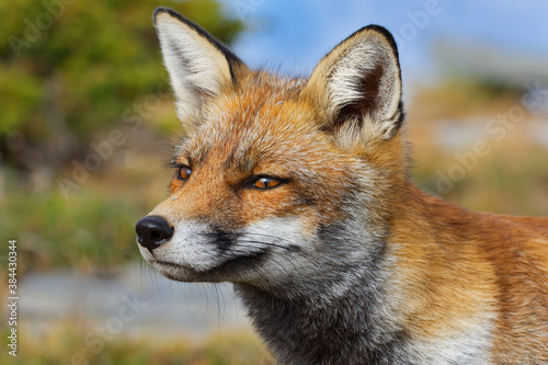 Red fox (Vulpes vulpes) captured in the high mountains in the evening. Beautiful animal and colors. © phototrip.cz