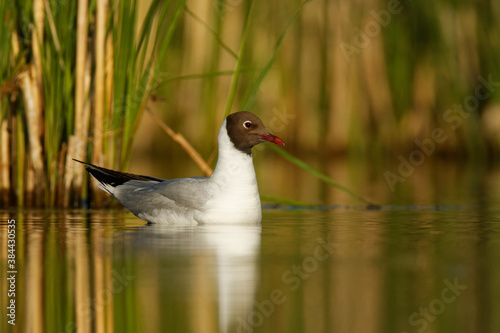 The Black-headed Gull (Chroicocephalus ridibundus) black and white bird on a surface of a pond fluttering with it's wings, swimming, bathing, green background, nice morning sun