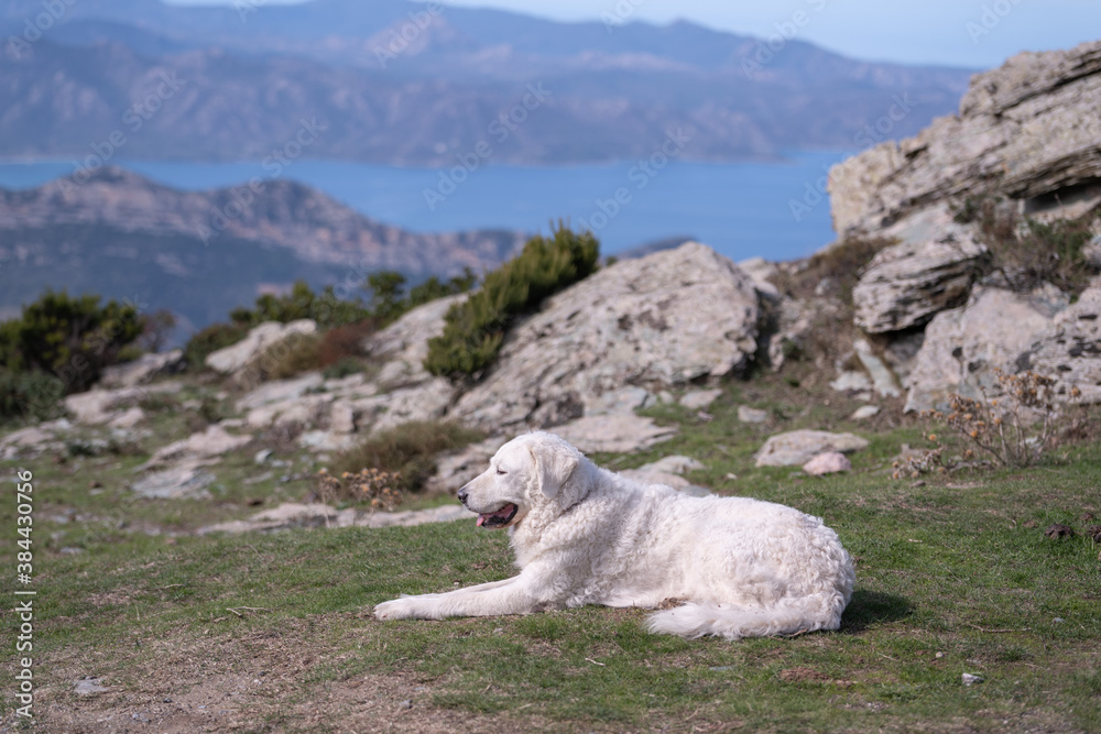 Fototapeta premium Kuvasz Dog on a mountain in Corsica