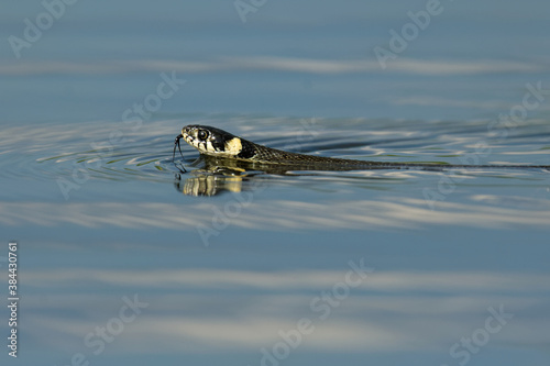 The grass snake (Natrix natrix) swimming across the little lagoon and lifting up it´s haed. Snake in the water with brown background