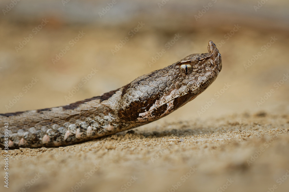 Nose-horned Viper - Vipera ammodytes also horned viper, long-nosed viper, nose-horned viper, sand viper, species found in southern Europe, Balkans and Middle East Nose-horned Viper - Vipera ammodytes also horned viper, long-nosed viper, nose-horned viper, sand viper, species found in southern Europe, Balkans and Middle East