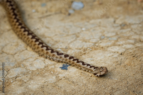 Nose-horned Viper - Vipera ammodytes also horned viper, long-nosed viper, nose-horned viper, sand viper, species found in southern Europe, Balkans and Middle East