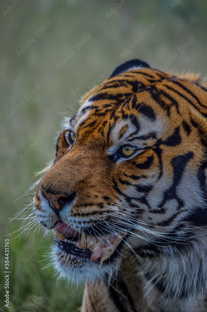 Fototapeta premium Close up Portrait of a cute Bengal Tiger in South Africa