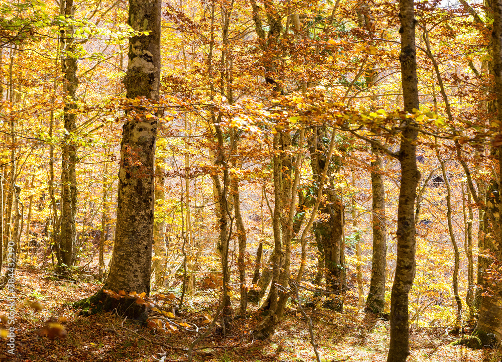 Beech forest in autumn, Pollino National Park, southern Italy.