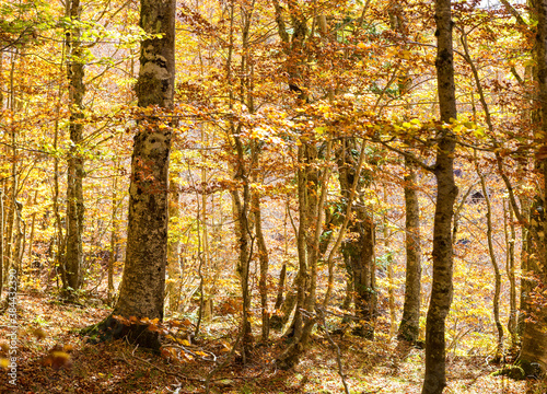 Beech forest in autumn  Pollino National Park  southern Italy.