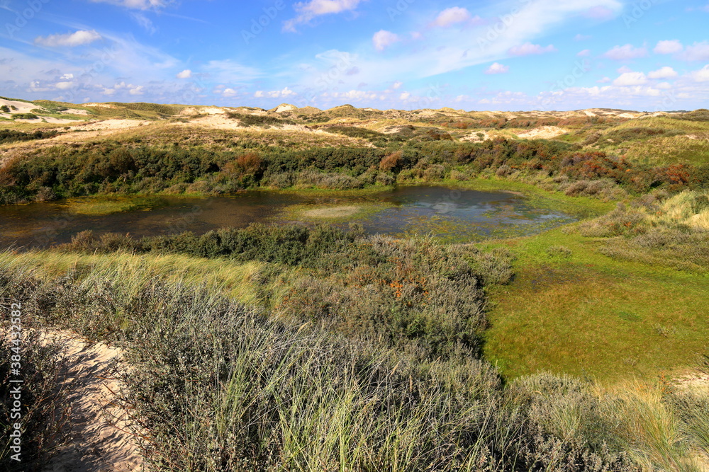 Obraz premium Dunes in Egmond aan Zee. North Sea, the Netherlands.