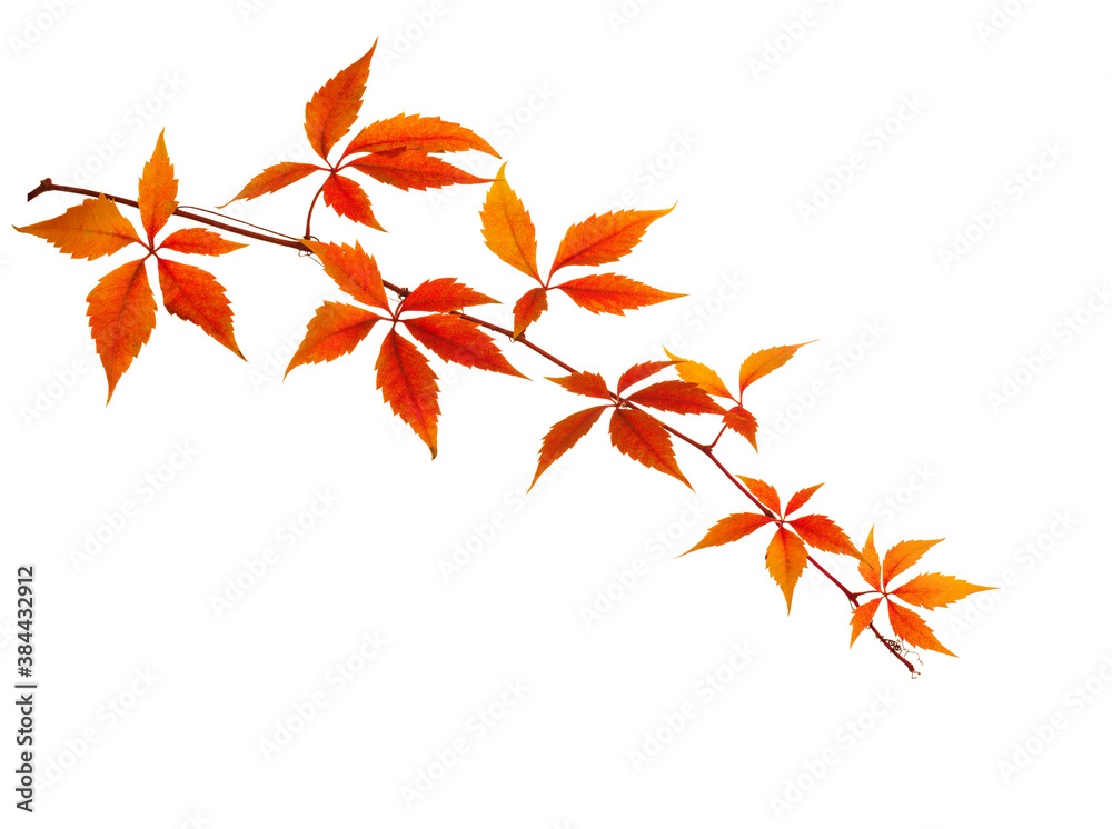 Autumn  branch  with colorful  orange leaves isolated on white background. Five-Leaved Ivy