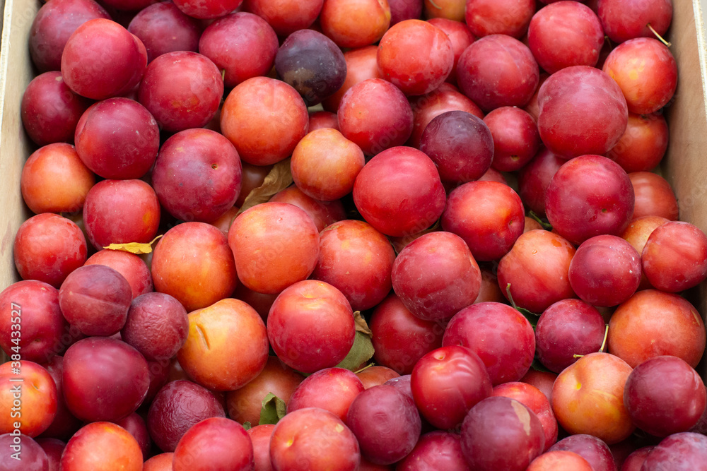 Lots of red plums in the box, backdrop background. Harvest red plum in the market, farmer's sweet fruit Lots of red plums in the box, backdrop background. Harvest red plum in the market, farmer's sweet fruit