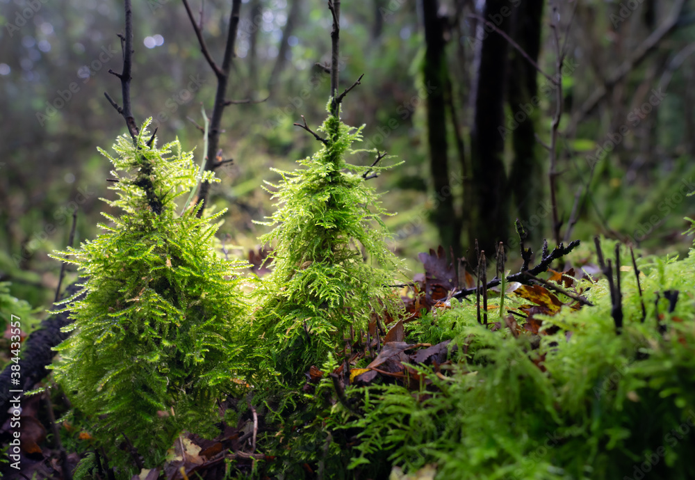 Feathery moss growing up the woodland floor stem Feathery moss growing up the woodland floor stem