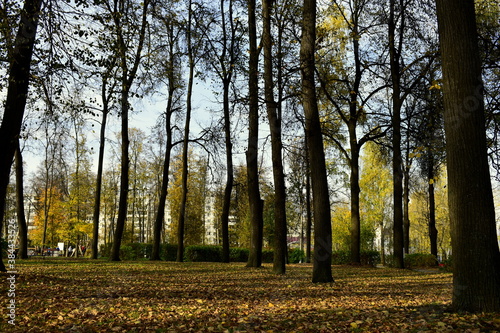 trees in city park in autumn