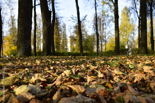 the city park is covered with fallen leaves