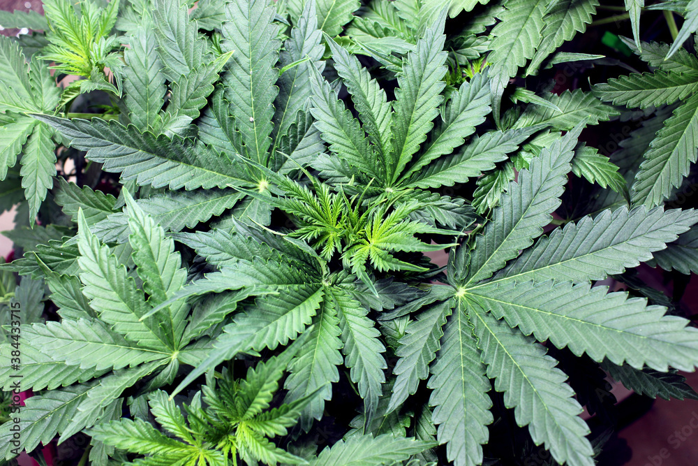 cannabis marijuana leaf development in the second month