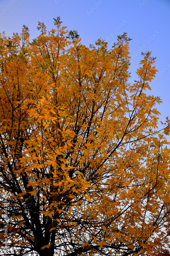 Fototapeta premium Automne