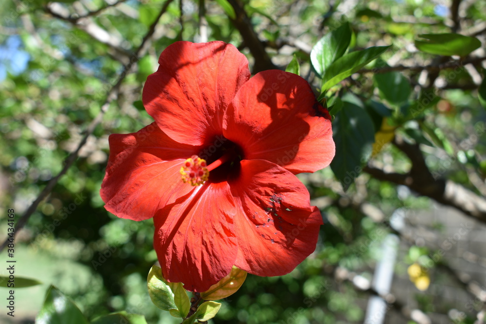 red hibiscus flower in garde red hibiscus flower in garde