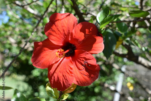 red hibiscus flower in garde