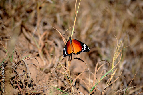 butterfly on a flower