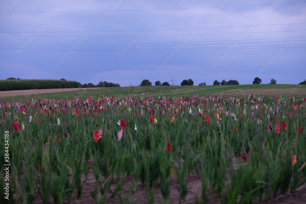 field, flowers, tulip, spring, nature, landscape, flower, red, sky, green, summer, colorful, pink, bloom, yellow
