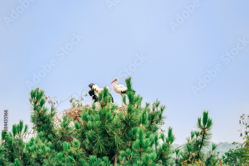White stork family on nest