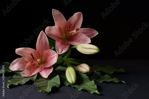 Background with pink lily flower  Lilium bulbiferum