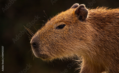 Capybara in Esteros del Ibera, Argentina