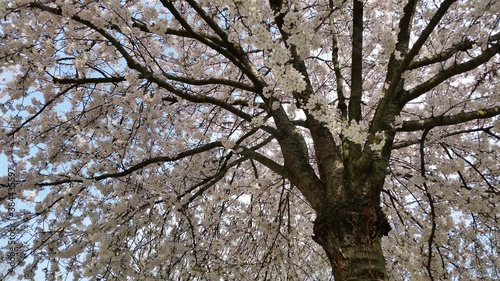 Pragua 2015 - tree in spring