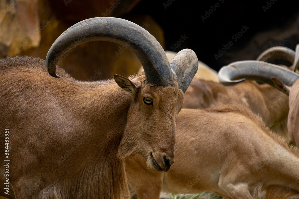 a group of mountain goats (Oreamnos americanus) in the zoo enclosure are eating grass. mammals have nails, short horns and black crooks. a group of mountain goats (Oreamnos americanus) in the zoo enclosure are eating grass. mammals have nails, short horns and black crooks.