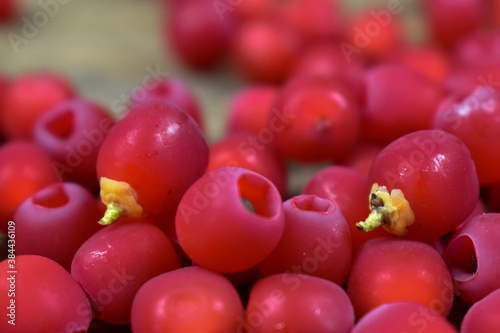 Małe, czerwone owoce krzewu na różnych tłach.