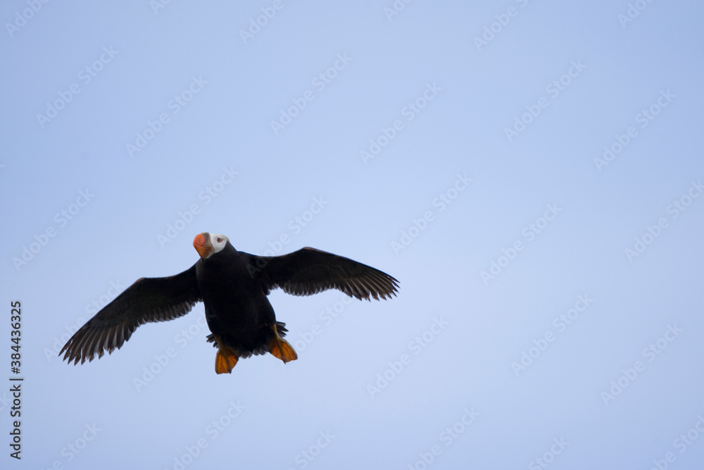 Obraz premium Puffin, Katmai National Park, Alaska