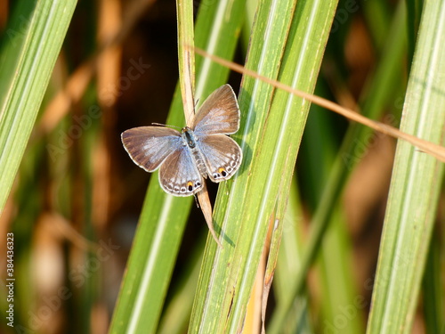 Photography Forget-me-not (Catochrysops strabo) - blue and brown butterfly on the blades of