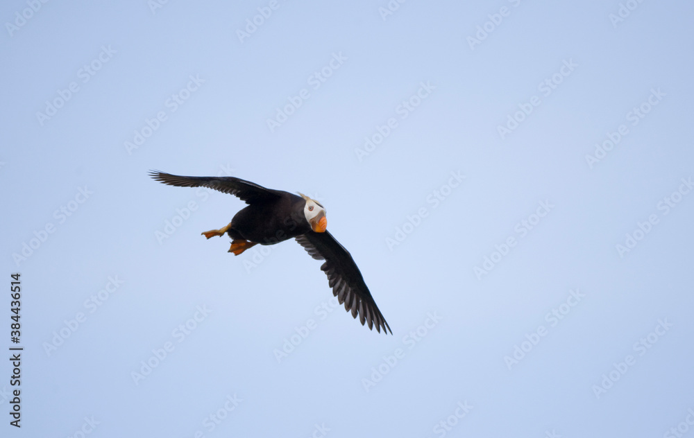 Tufted Puffin, Katmai National Park, Alaska Tufted Puffin, Katmai National Park, Alaska