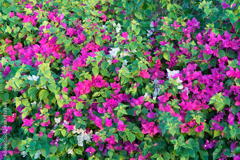 Blooming pink and white bougainvillea. Bougainvillea flowers as natural background.